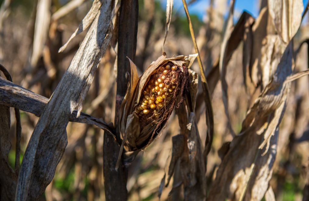 Kenya: Drought Squeezes Maize Supply, Prices Set to Stay Elevated