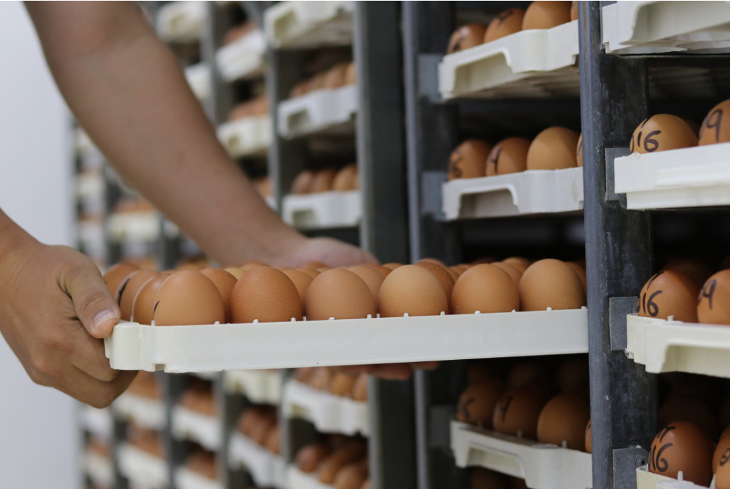 Senegal’s Poultry Sector Sees New Domestic Supply Investment Amid High Feed Costs
